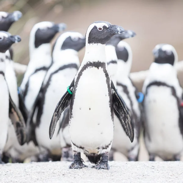 Grupo de pingüinos africanos (spheniscus demersus ) — Foto de Stock