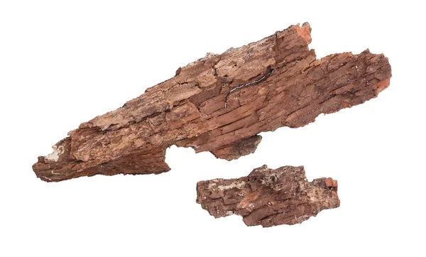 Tree bark isolated — Stock Photo, Image