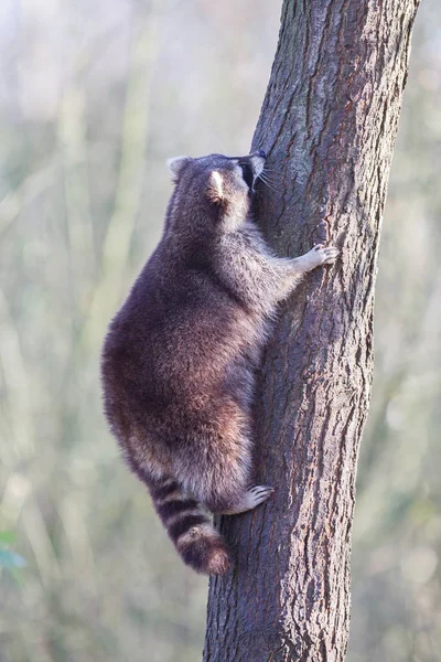浣熊在树上 — 图库照片