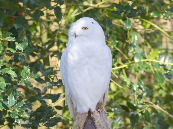 Hala oturuyor Snowowl — Stok fotoğraf