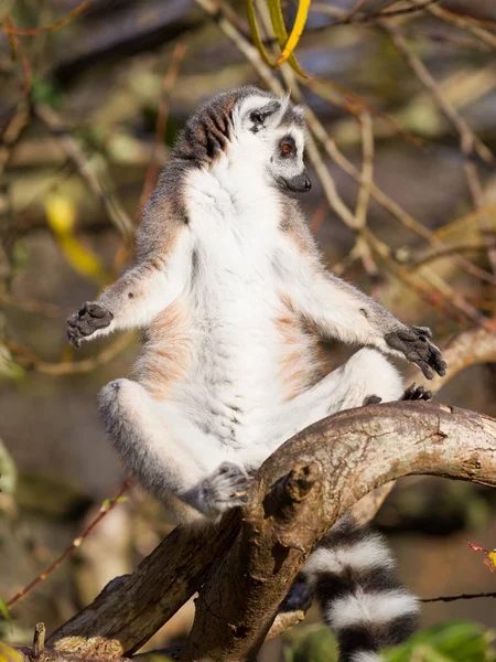 Lemur pruhovaný (Lemur catta) — Stock fotografie