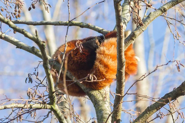 Pisolino panda rosso — Foto Stock