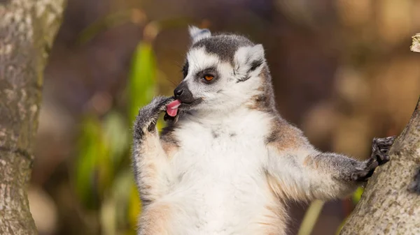 Ringsvansad lemur (Lemur catta)) — Stockfoto