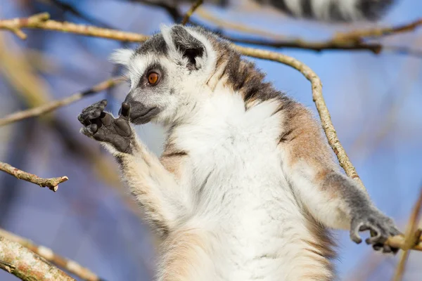 Кольцехвостый лемур (Lemur catta) — стоковое фото