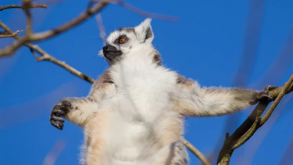 Кольцехвостый лемур (Lemur catta) — стоковое фото