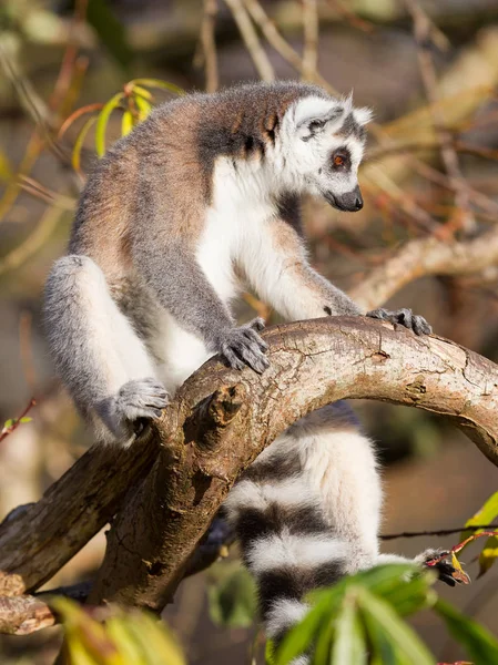 Lemur białogłowy (Lemur catta)) — Zdjęcie stockowe