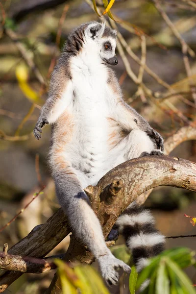 Λαιμός με κυκλική ουρά (Lemur catta) — Φωτογραφία Αρχείου