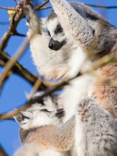 Lémur cola anillada (Lemur catta) — Foto de Stock