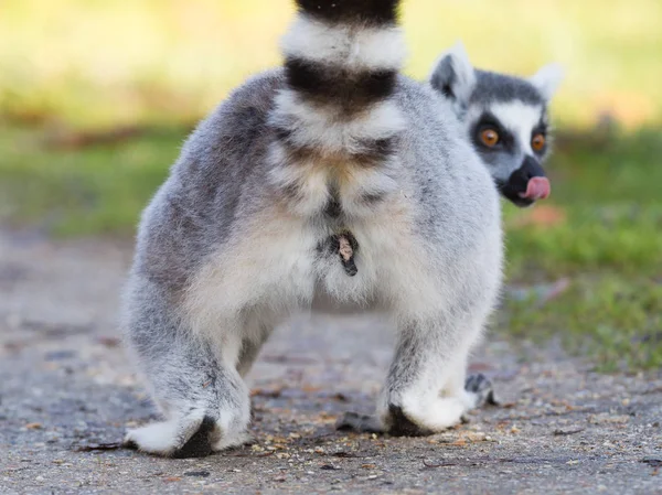 Lemur Kata (Lemur rámci), Selektivní ostření — Stock fotografie