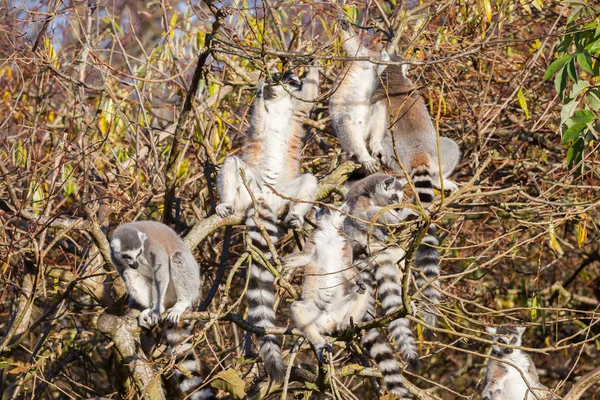 Ringschwanzmaki (Lemurenkatze), Gruppe in einem Baum — Stockfoto