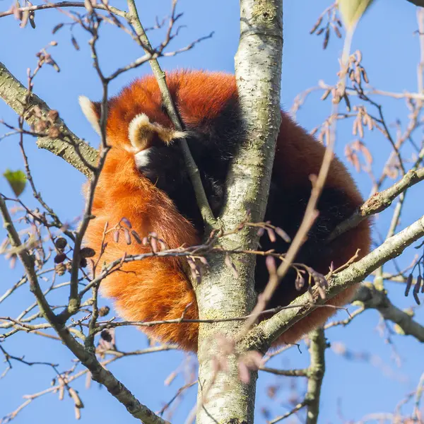 Vermelho panda cochilando — Fotografia de Stock