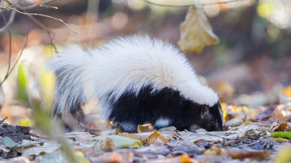 Skunk (Mephitis mephitis) i vinter — Stockfoto