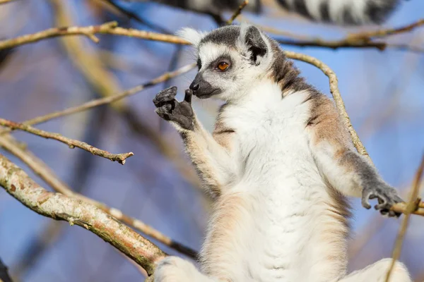 Lémur cola anillada (Lemur catta) —  Fotos de Stock