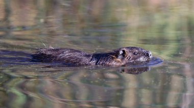 Genç coypu yakın çekim