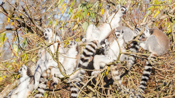 Кольцехвостый лемур (Lemur catta), группа в дереве — стоковое фото