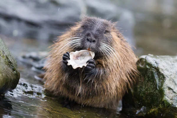 Sumpbäver äter — Stockfoto