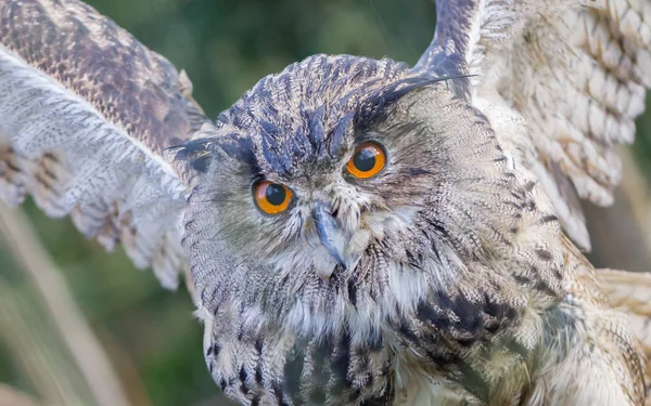 Portrait of a large eurasian eagle-owl — Stock Photo, Image