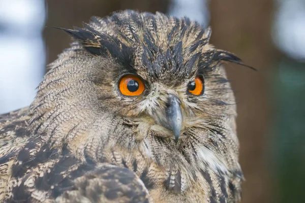 Portrait of a large eurasian eagle-owl — Stock Photo, Image