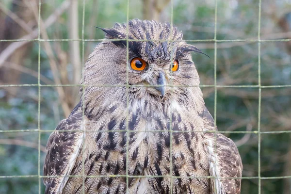 Portrait of a large eurasian eagle-owl — Stock Photo, Image