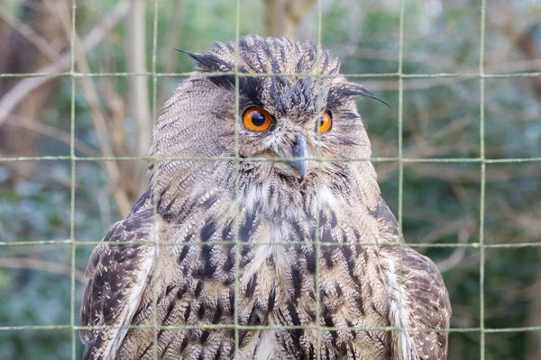 Portret van een grote oehoe — Stockfoto