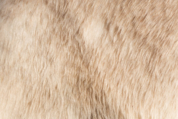 Close-up of a polarbear