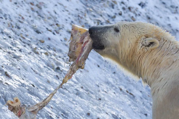 Primer plano de un oso polar (oso de hielo) comiendo algo — Foto de Stock