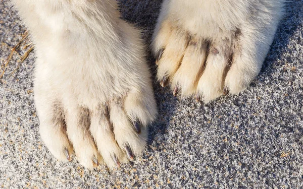 Polar bear paws — Stockfoto