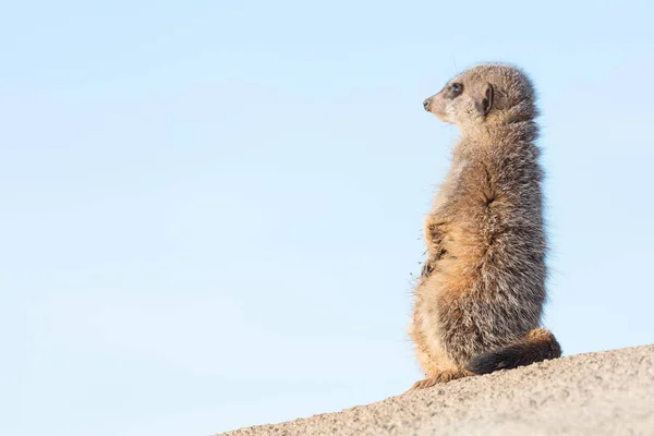 Meerkat de garde — Photo