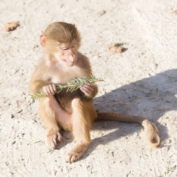 Baby baviaan zitten — Stockfoto
