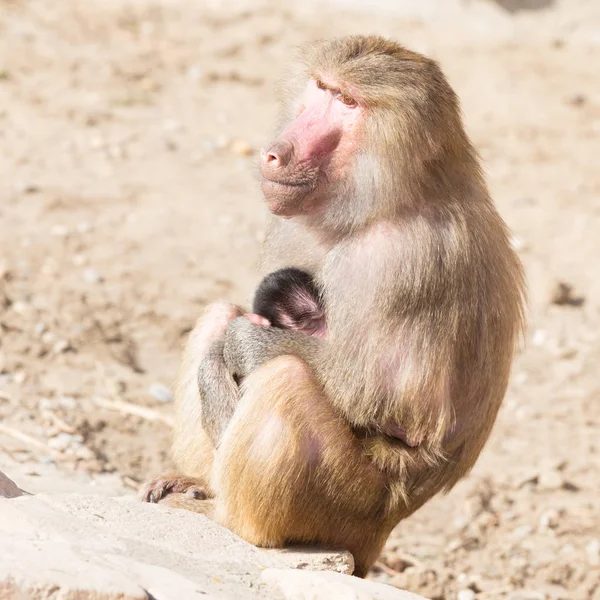 Baboon mother and her little one — Stock Photo, Image