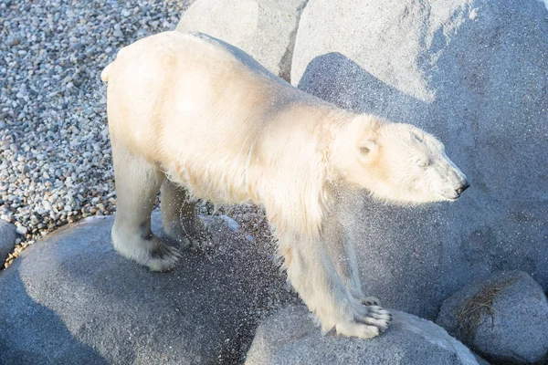 Primer plano de un oso polar (oso de hielo), enfoque selectivo en el ojo — Foto de Stock