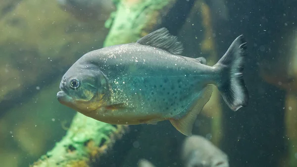 Piranha hal víz alatti — Stock Fotó