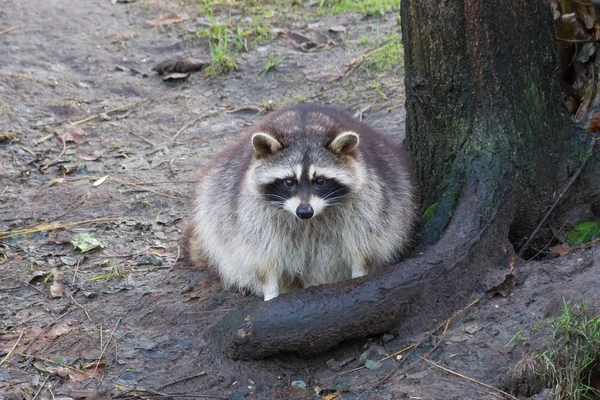 Racoon climbing a tree — Stock Photo, Image