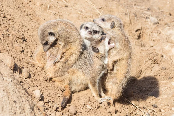 Kelompok pelukan Meerkat — Stok Foto