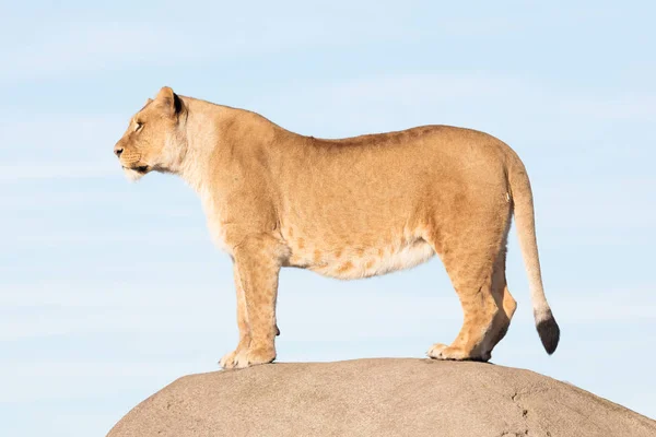 Львица смотрит со скалы — стоковое фото