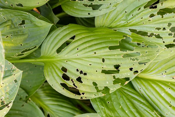 Folha verde com um monte de buracos nele — Fotografia de Stock