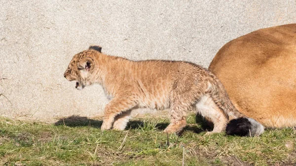 Lion cub verkennen van de omgeving — Stockfoto