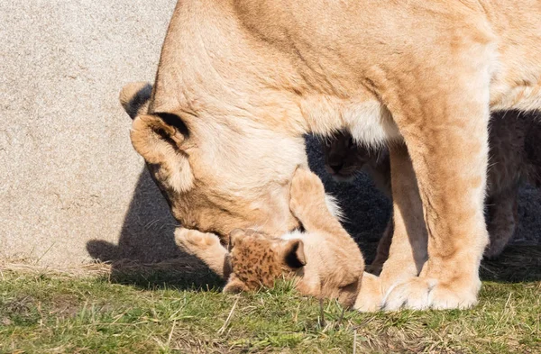 Leeuwin en cubs, verkennen hun omgeving — Stockfoto