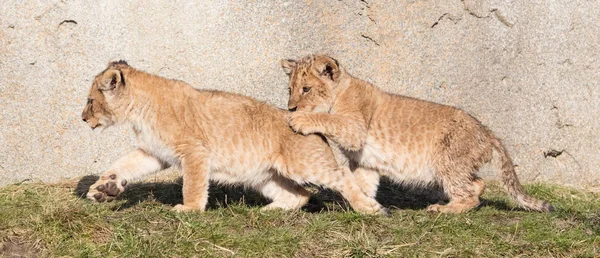 Lion cubs exploring it's surroundings — Stock Photo, Image