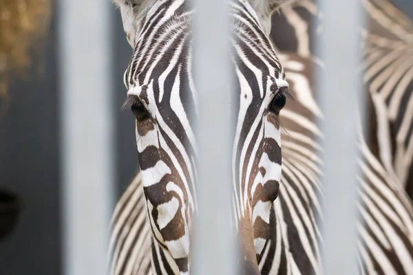 Nahaufnahme eines Zebras — Stockfoto