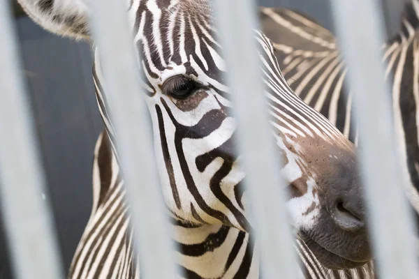 Primo piano di una zebra — Foto Stock