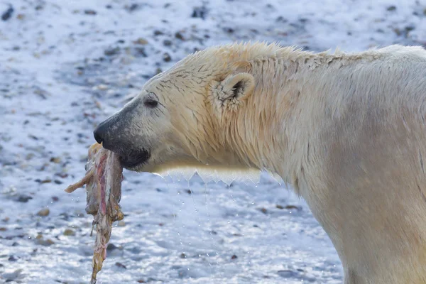 Primer plano de un oso polar (oso de hielo) comiendo algo — Foto de Stock
