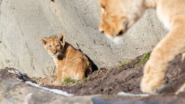 Lioness and cubs, exploring their surroundings — Stock Photo, Image