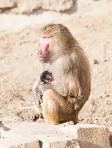 Baviaan moeder en haar kleintje — Stockfoto