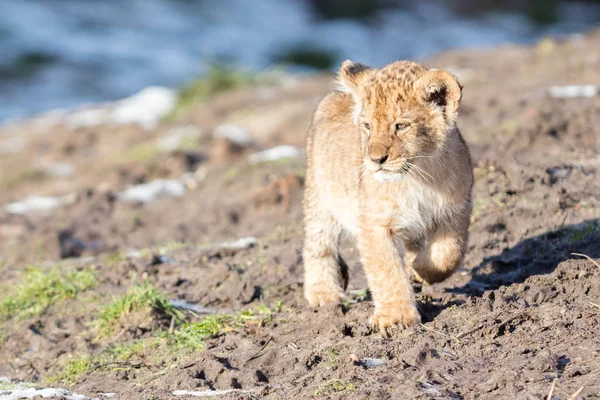 Lion cub verkennen van de omgeving — Stockfoto