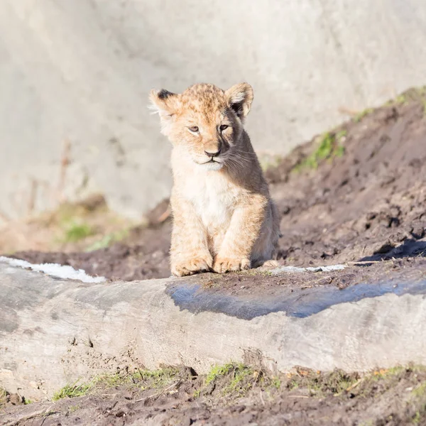 Ez a környék felfedezésére Lion cub — Stock Fotó