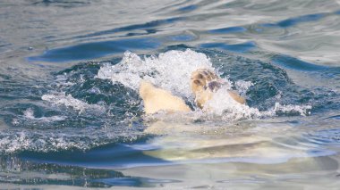 Close-Up suya atlama bir polarbear (icebear)