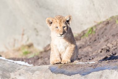 Bu Çevreyi keşfetmek aslan yavrusu