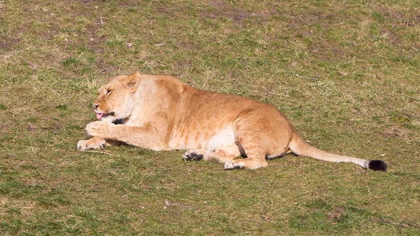 Lioness washing in het natural habitat — Stock Photo, Image