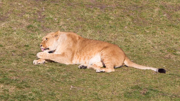 Leeuwin wassen in het natuurlijke habitat — Stockfoto